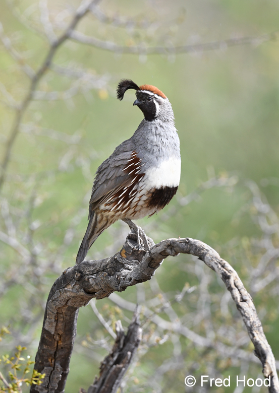 gambels quail (male)