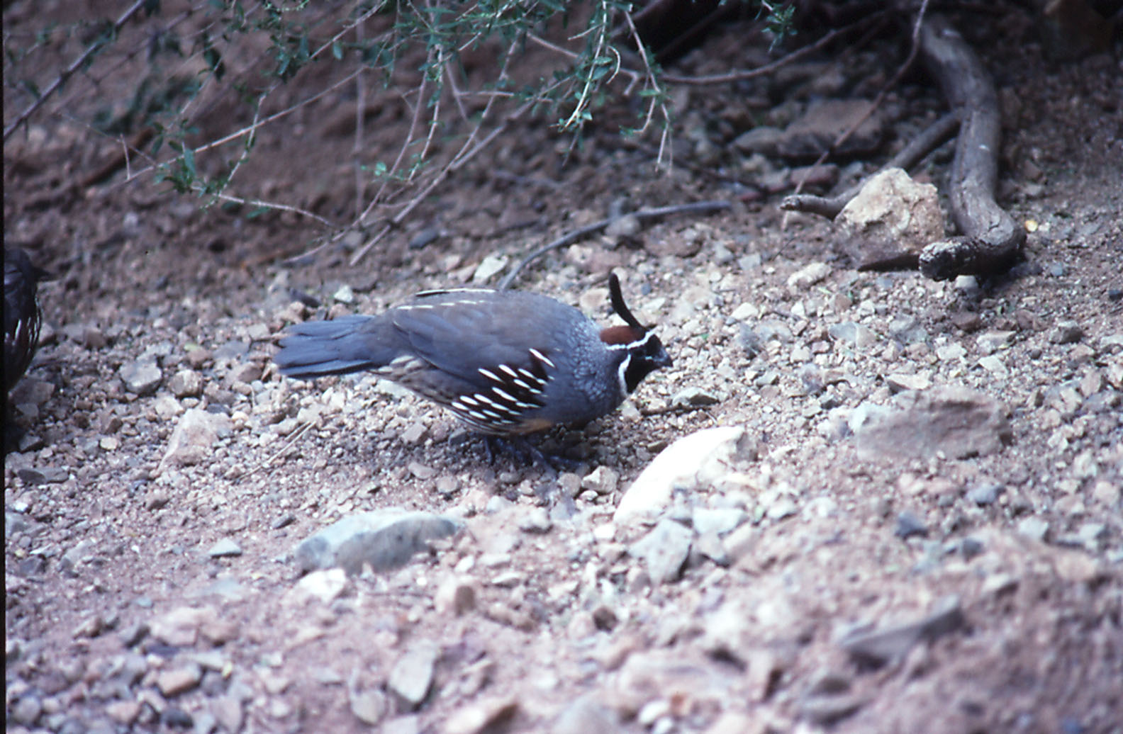 Gambels Quail