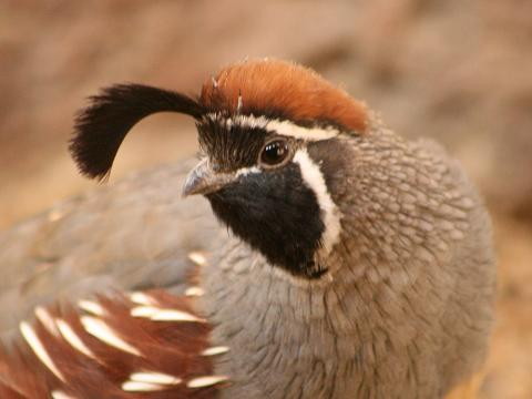 Gambel's Quail