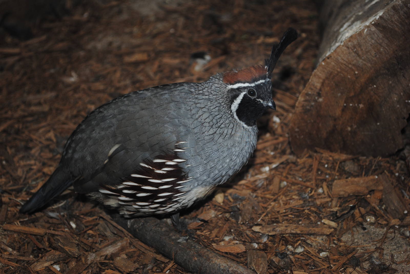 Gambel's Quail