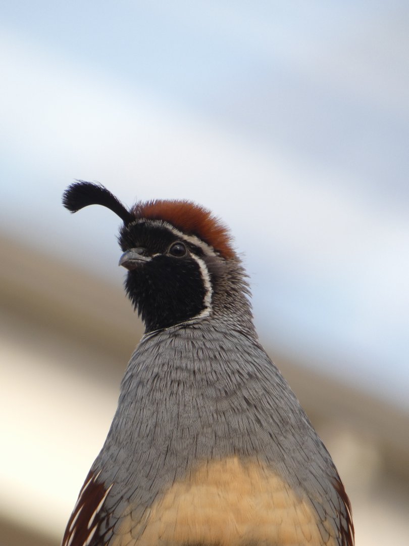 Gambel's Quail