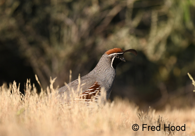 gambels quail