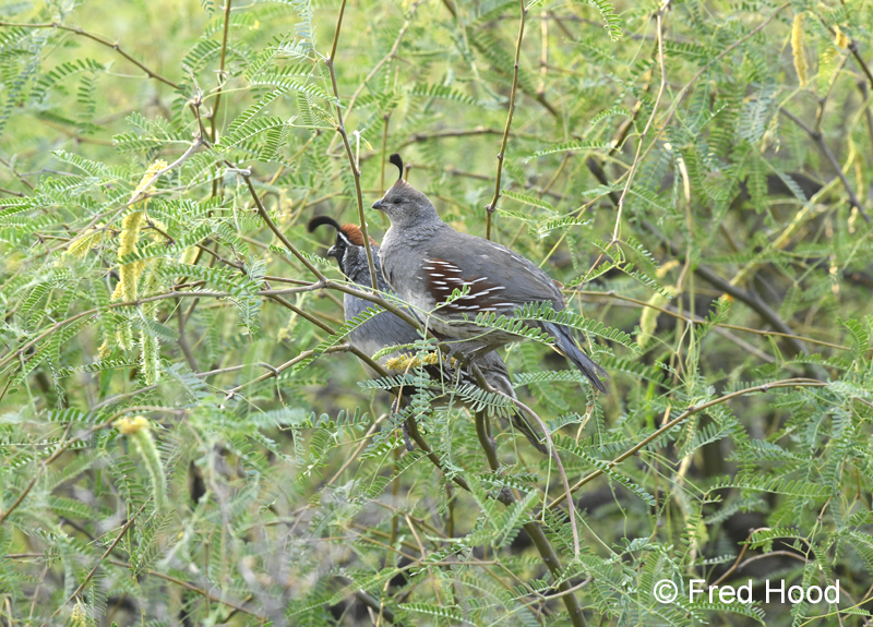 gambels quail