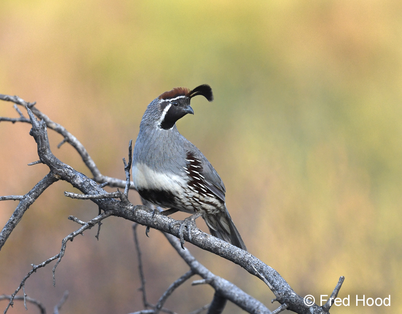 gambels quail