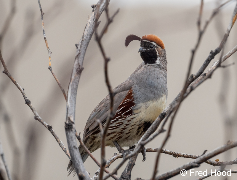 gambels quail