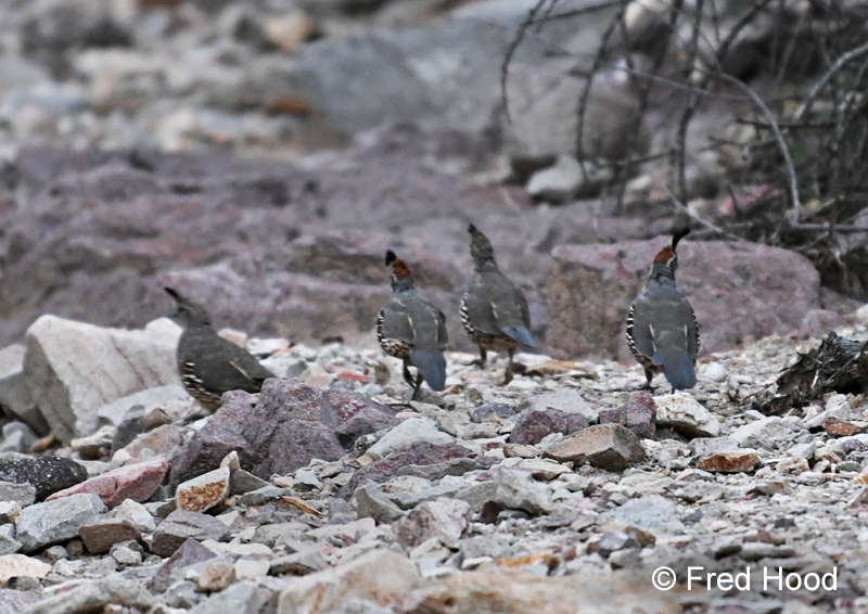 gambels quail