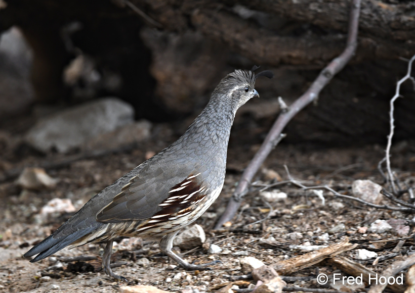 gambels quail