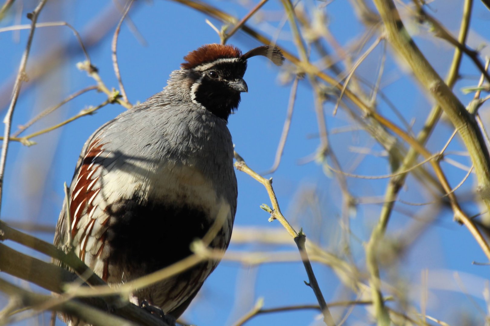 Gambel's Quail