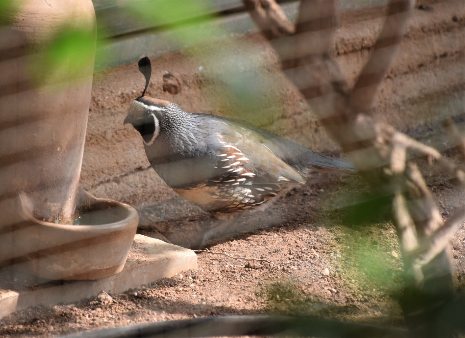 Gambel's quail