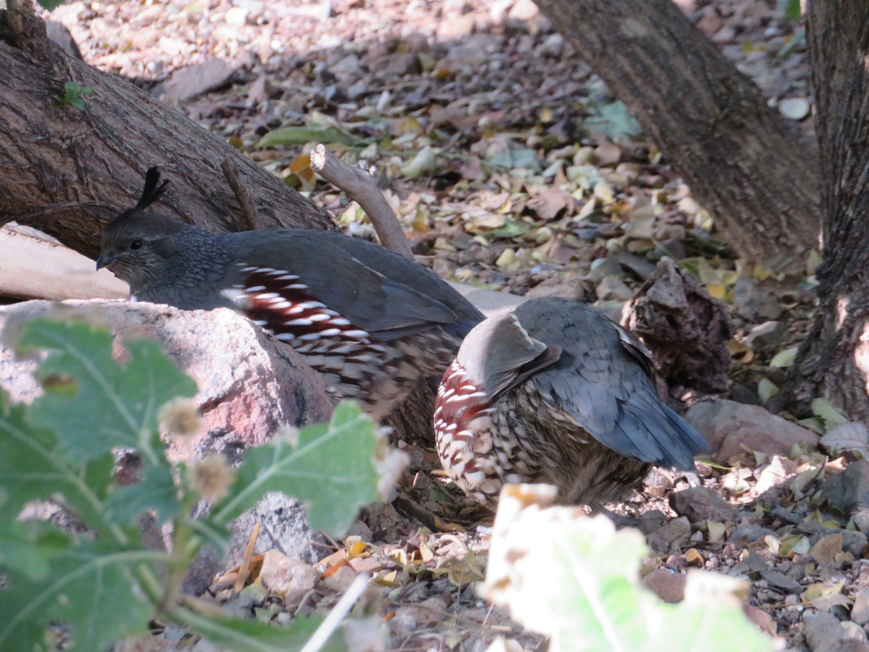 Gambel's Quail