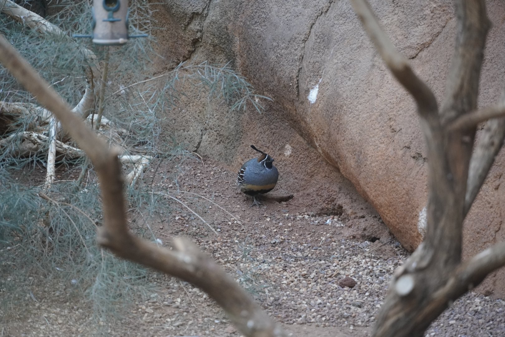 Gambel’s Quail