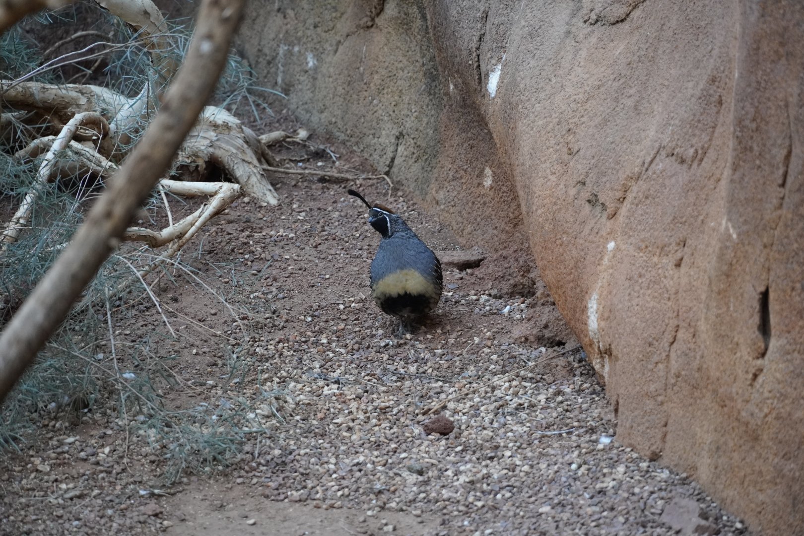 Gambel’s Quail