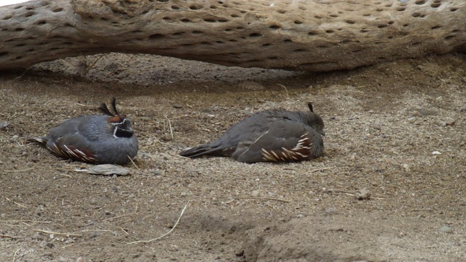Gambel's Quails