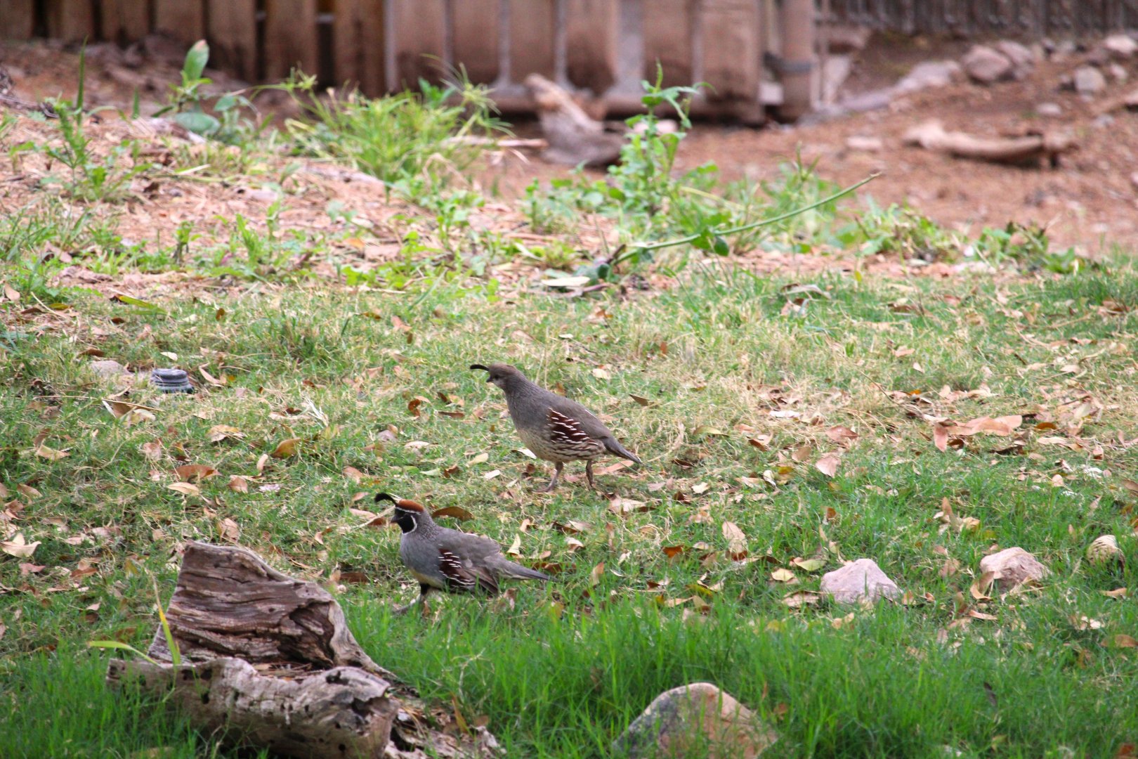 Gambel's Quails