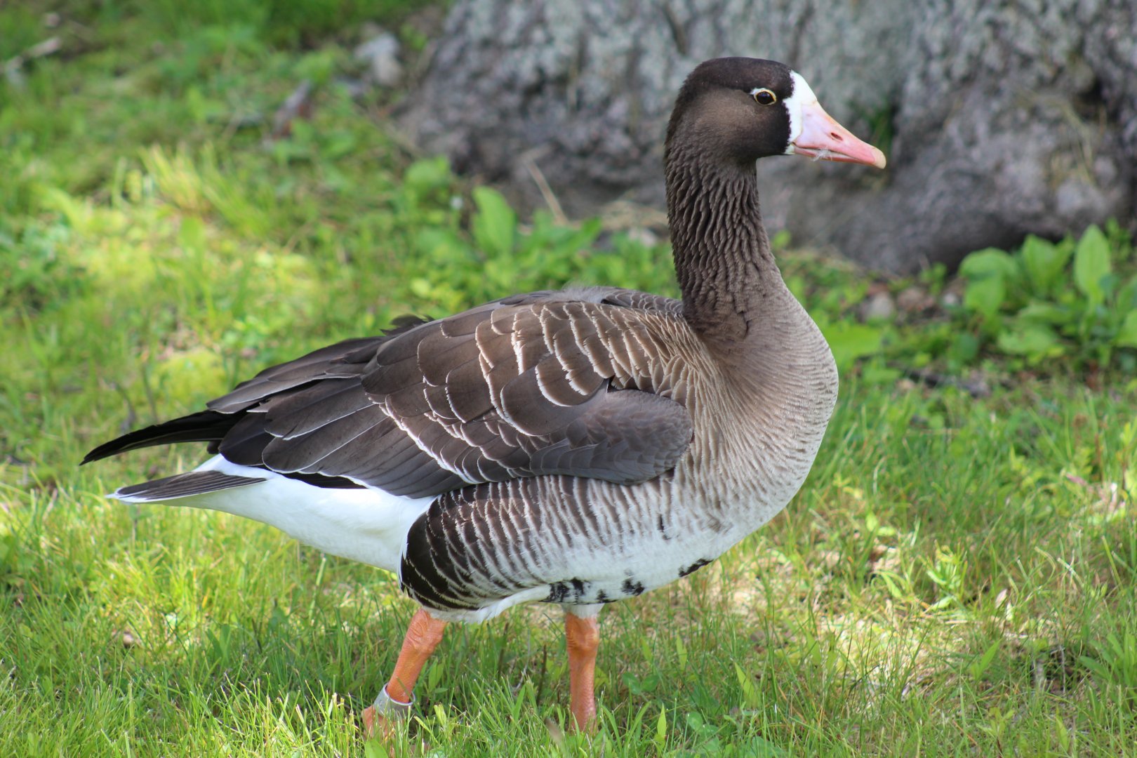 Gambel's White-Fronted Goose