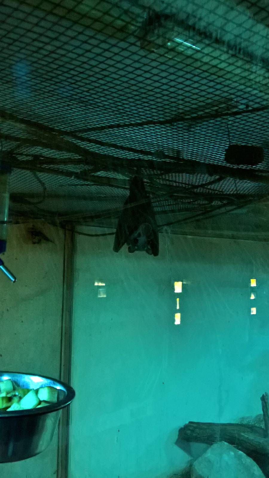 Gambian epauletted bat