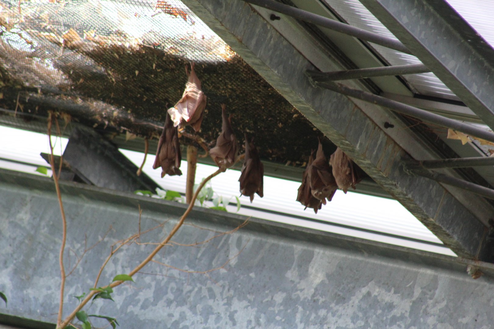 Gambian Epauletted Bat