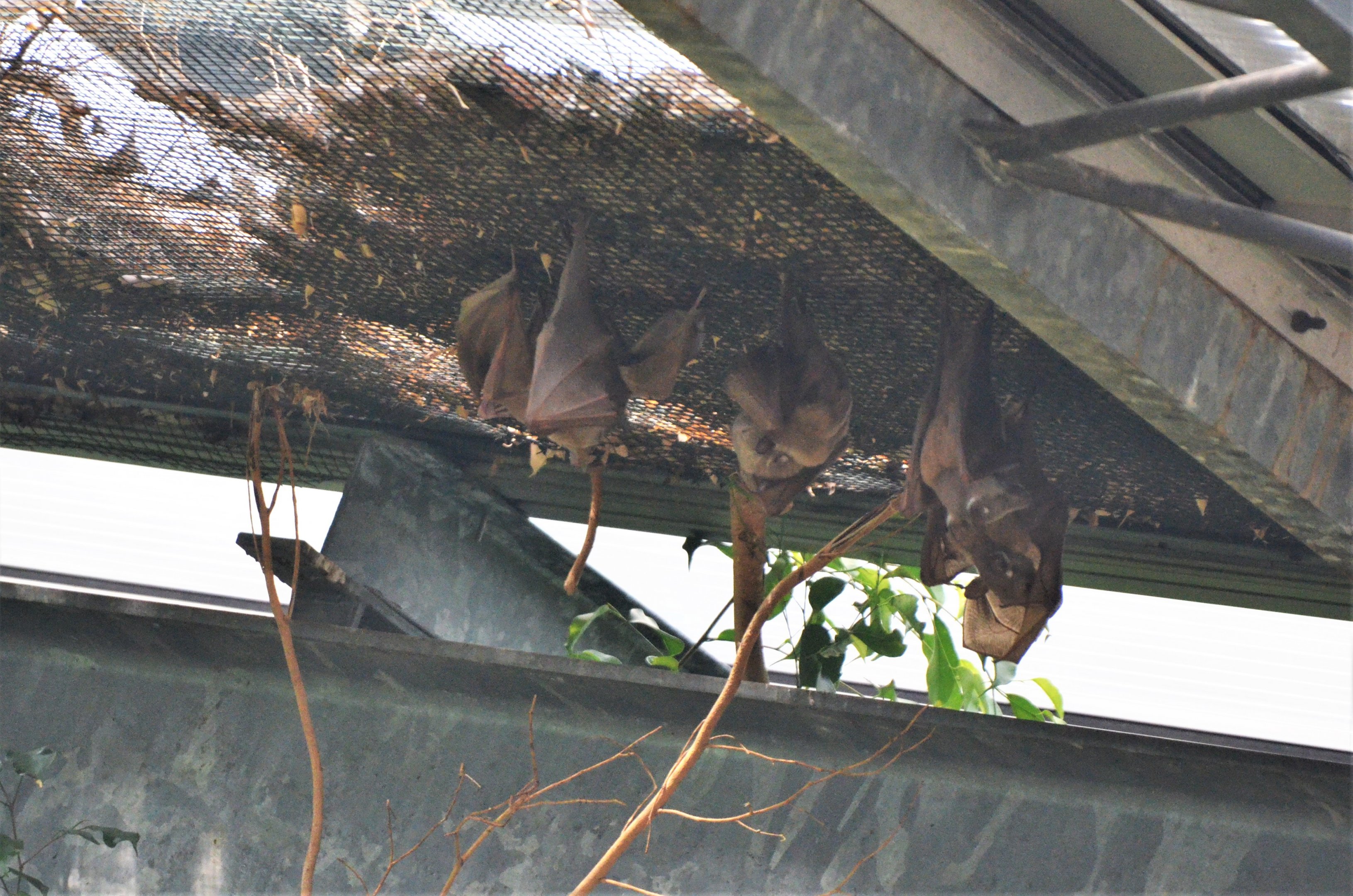 Gambian Epauletted Bats at Krefeld, 15/06/19
