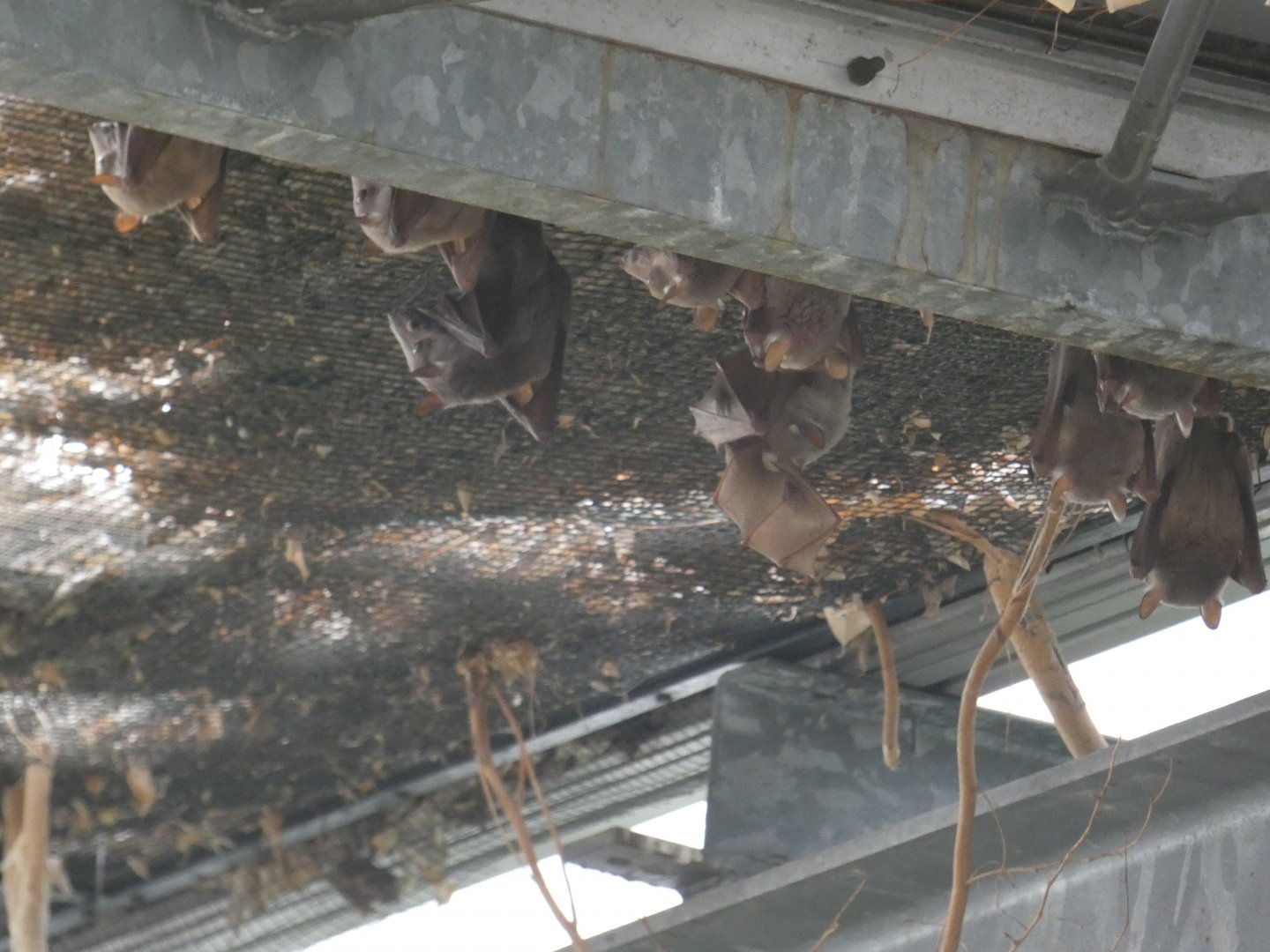 Gambian Epauletted Bats