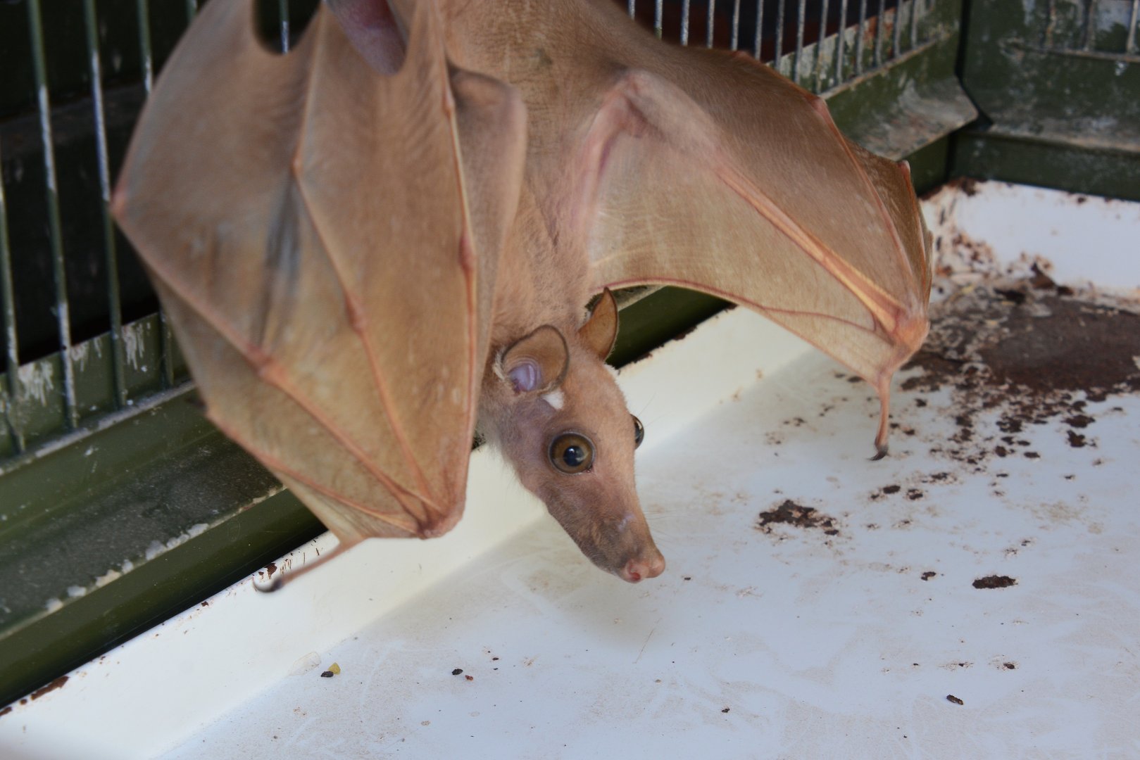 Gambian epauletted fruit bat (Epomophorus gambianus)