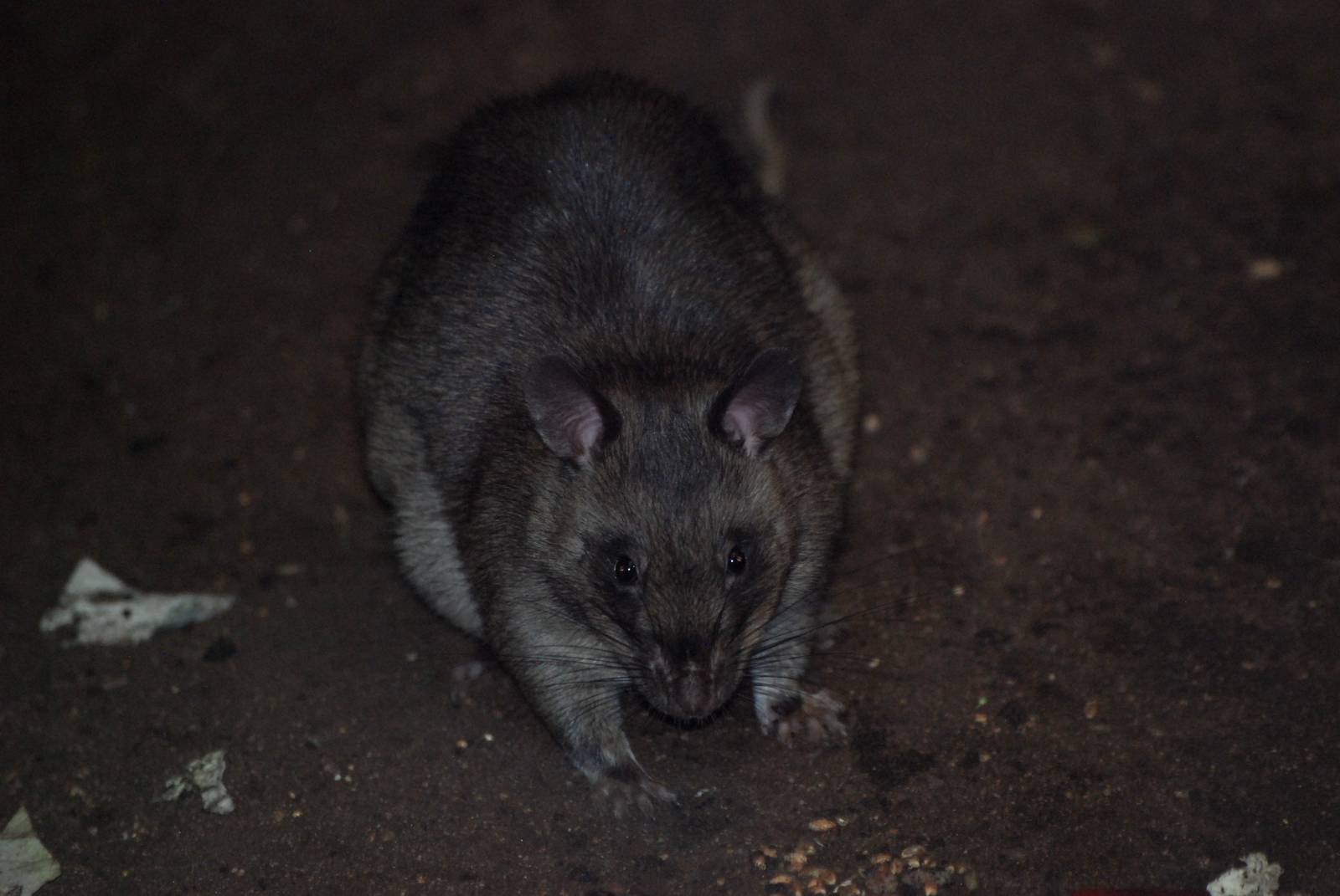 Gambian Giant Pouched Rat at Pilsen, 31/08/12