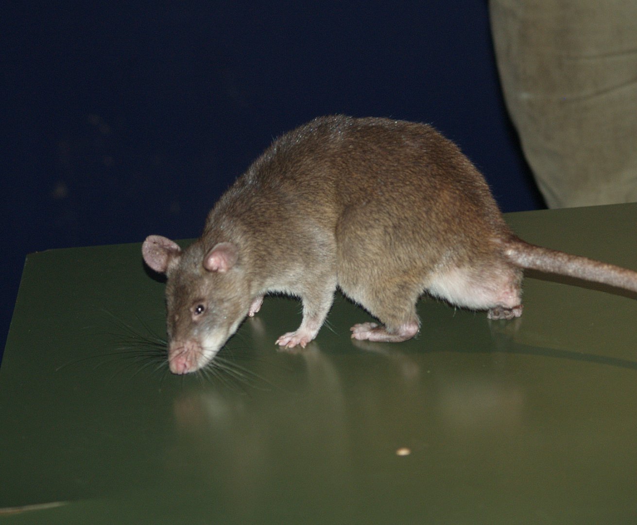 Gambian giant pouched rat (Cricetomys gambianus) during smell training, 2007-07-22