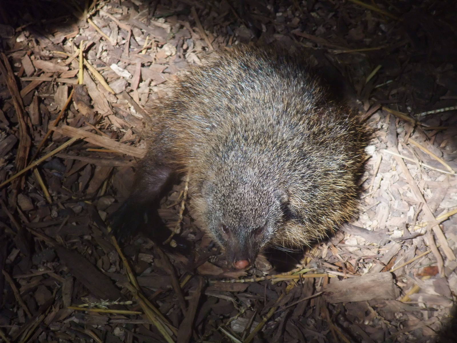 Gambian Mongoose at Zlin, 28/05/10