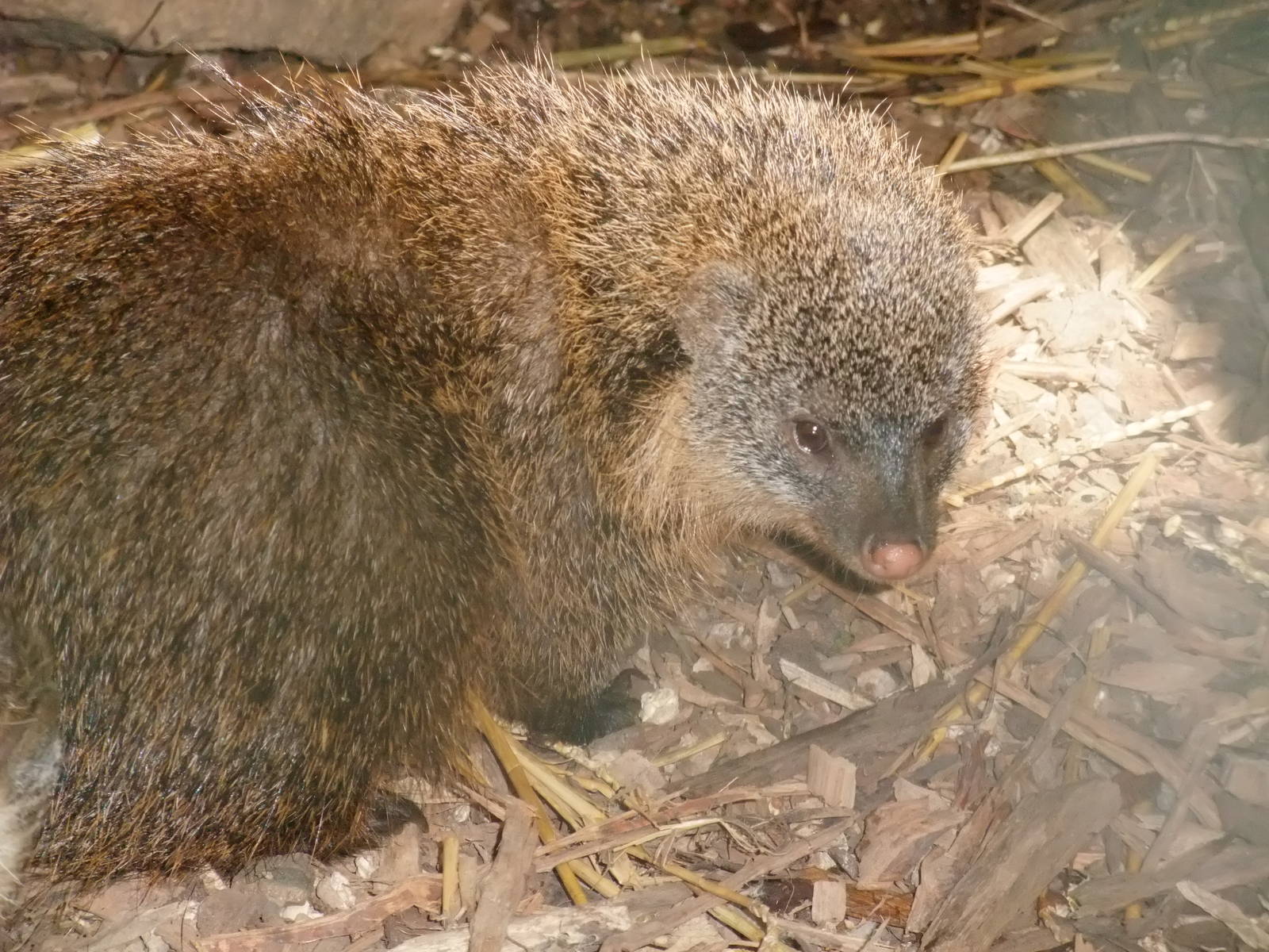 Gambian Mongoose at Zlin, 28/05/10