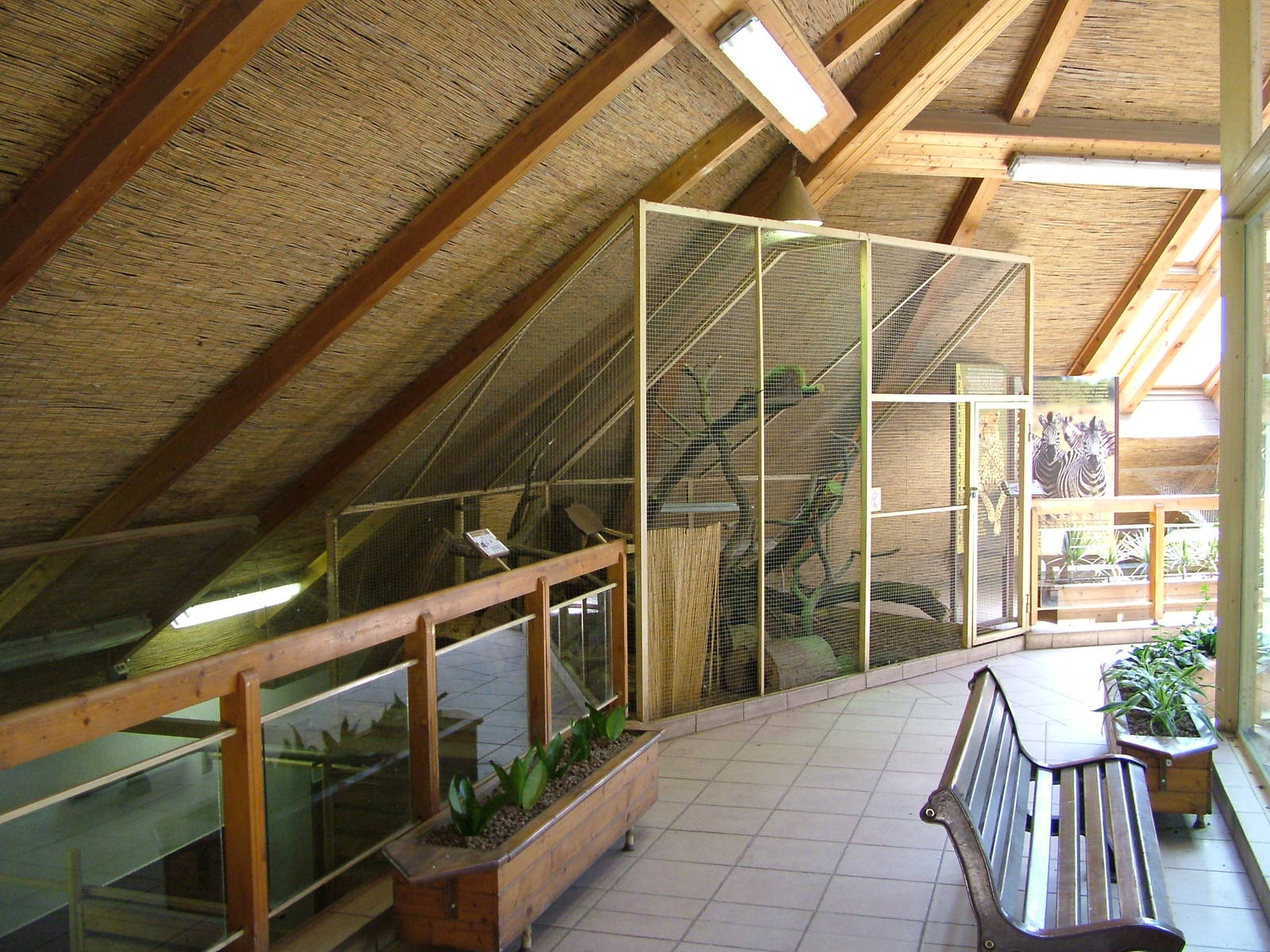 Gambian Mongoose exhibit at Zlin, 28/05/10