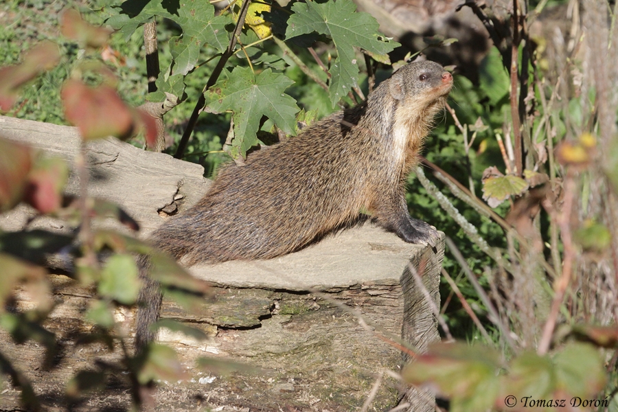 Gambian Mongoose (Mungos gambianus)