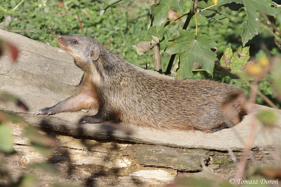 Gambian Mongoose (Mungos gambianus).