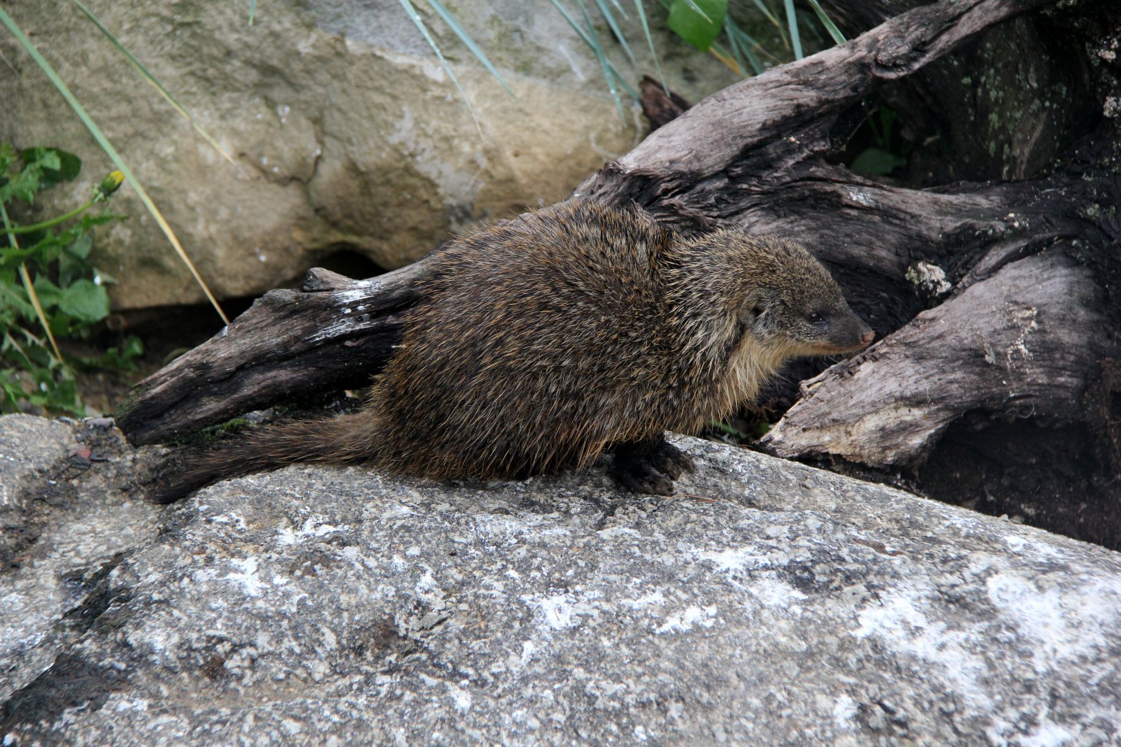 Gambian mongoose (Mungos gambianus)
