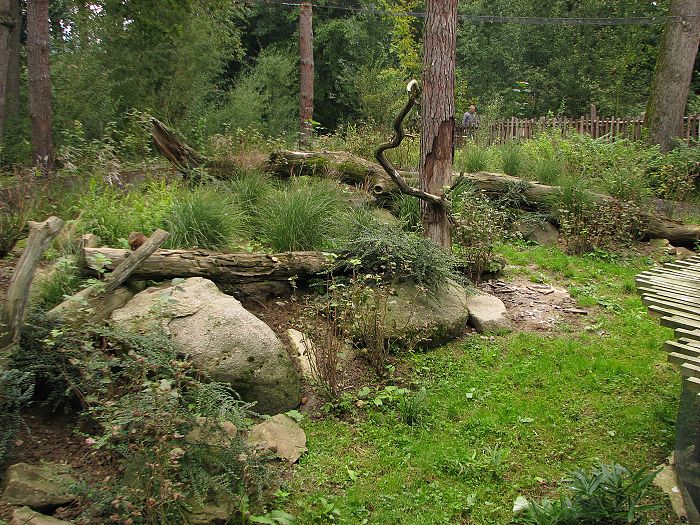 Gambian mongoose pen