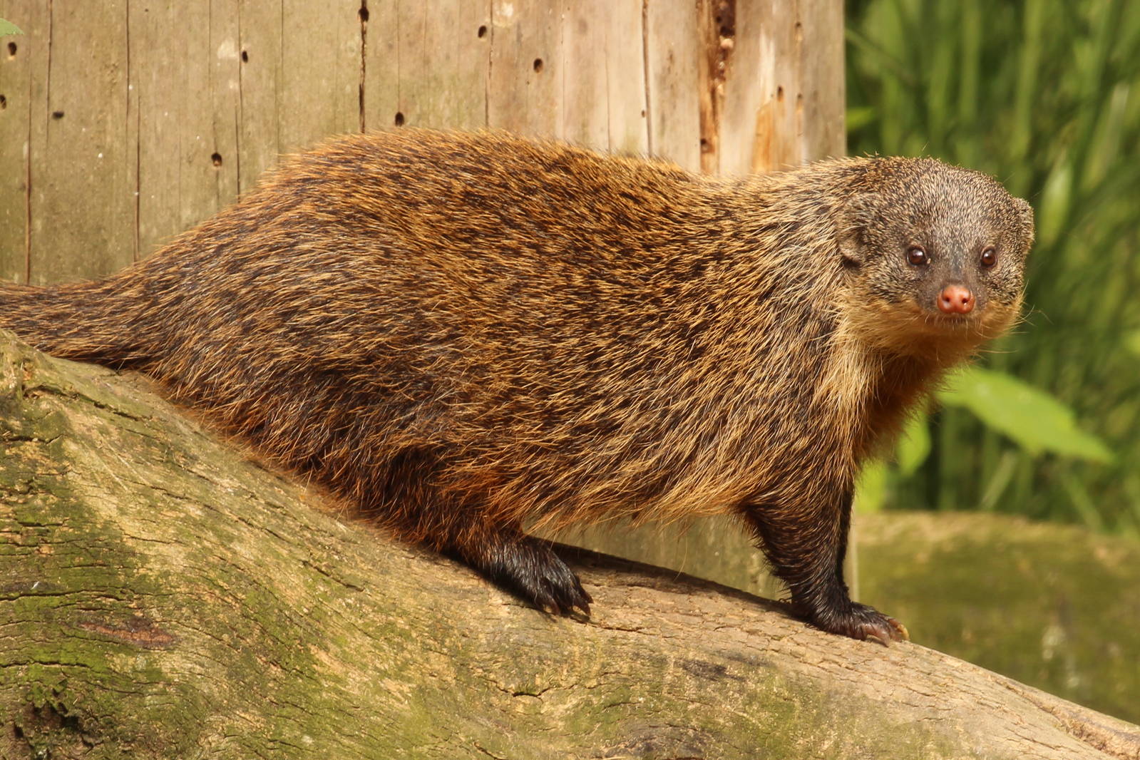 Gambian mongoose, Zlin Zoo, July 2016