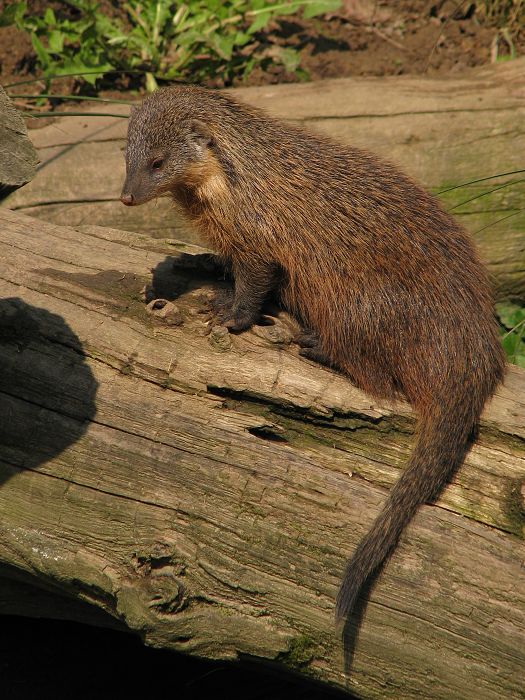 Gambian mongoose