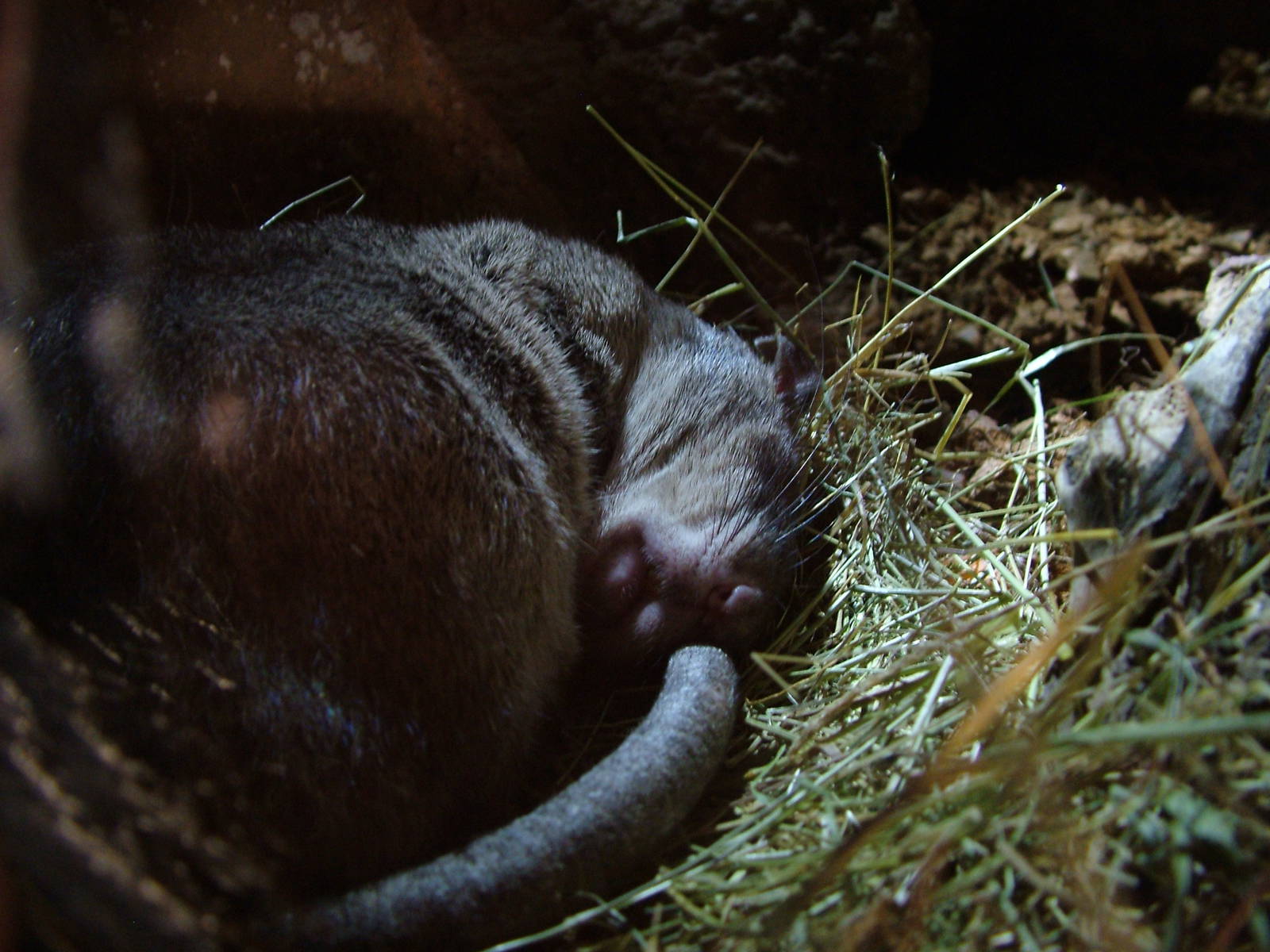 Gambian Pouched Rat at Bioparc Valencia, 28/05/11