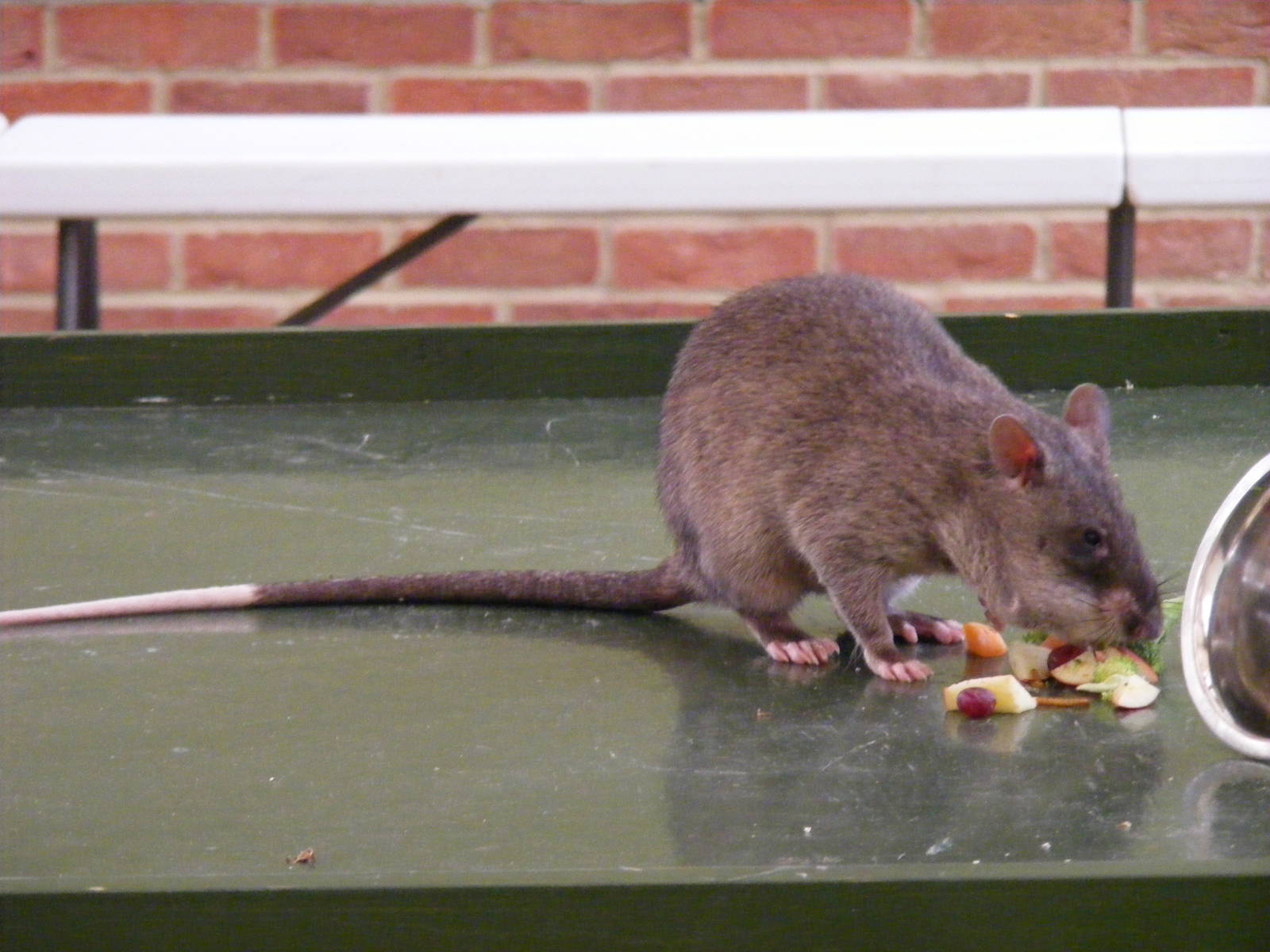 Gambian pouched rat at Tropical Wings, 13 September 2011