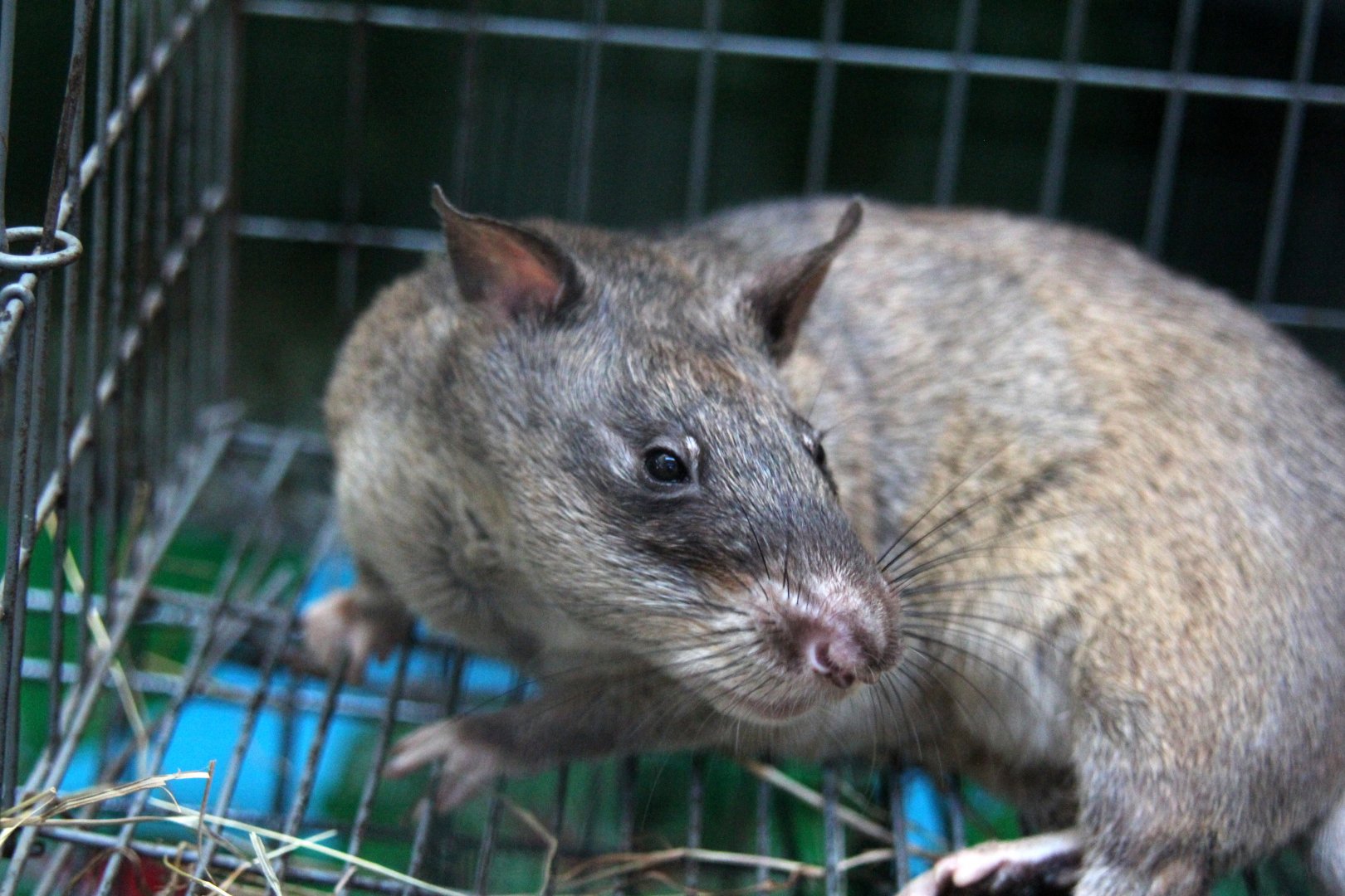 Gambian pouched rat (Cricetomys gambianus)? Species ID?