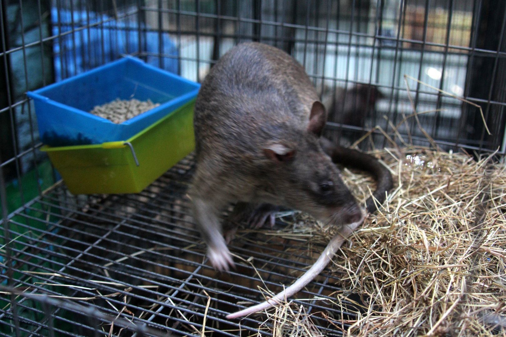 Gambian pouched rat (Cricetomys gambianus) Species ID?