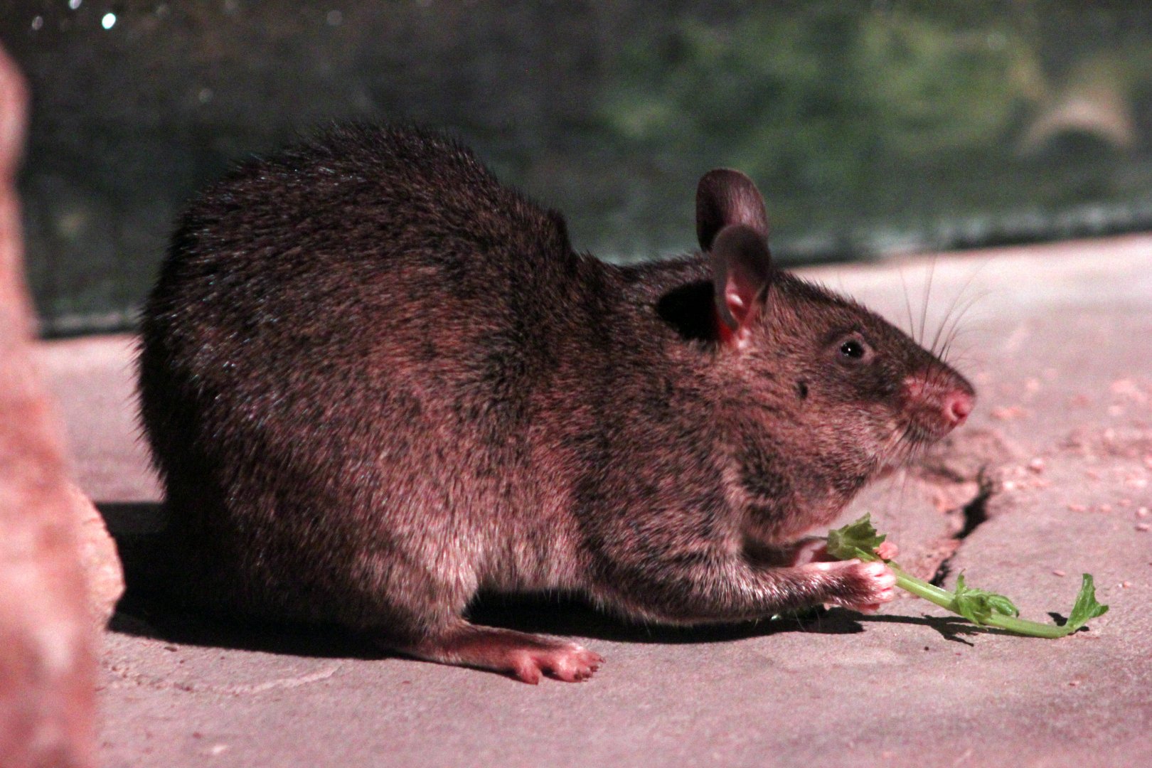 Gambian pouched rat (Cricetomys gambianus)