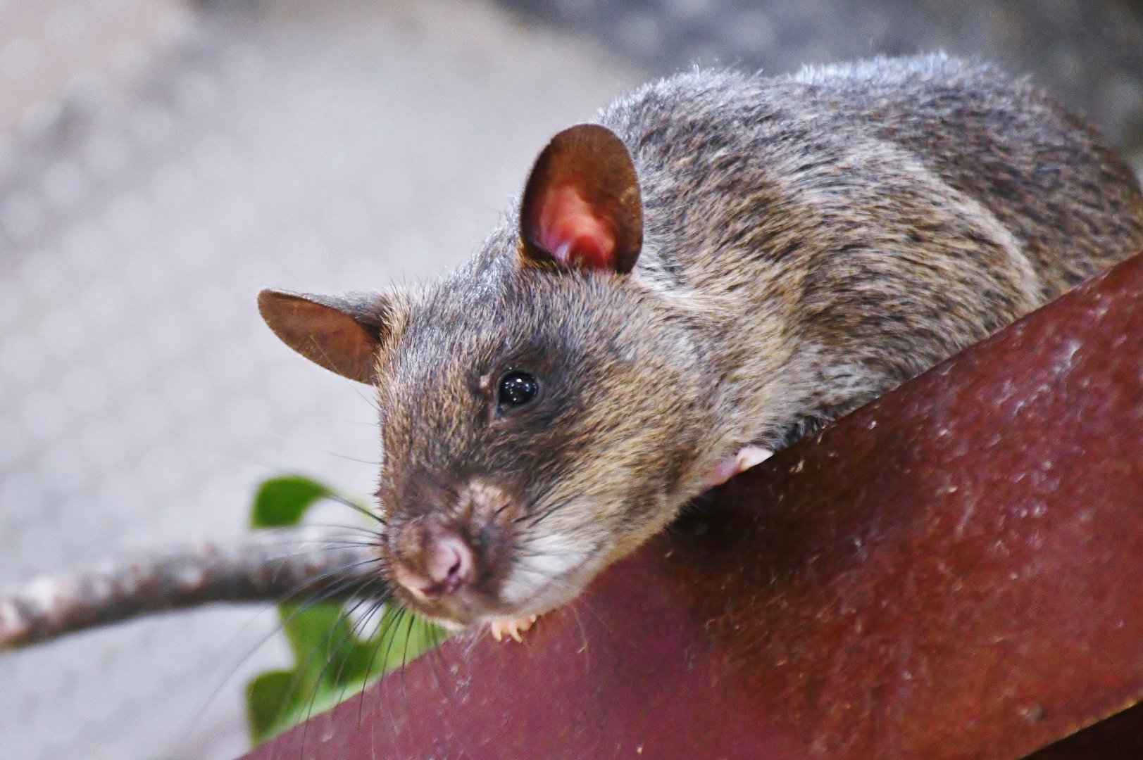 Gambian Pouched Rat (Cricetomys gambianus)