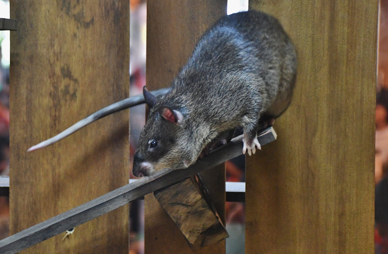 Gambian Pouched Rat (Cricetomys gambianus)