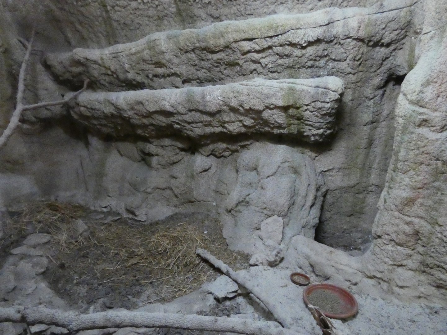 Gambian Pouched Rat Enclosure in Reptile Cave