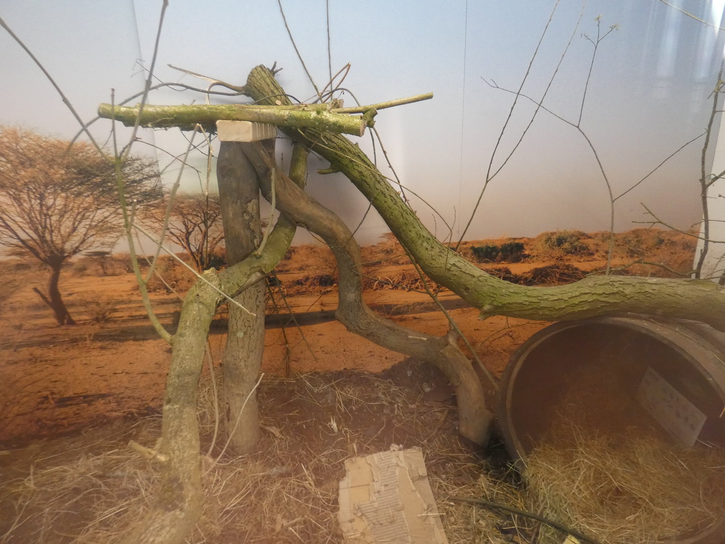 Gambian pouched rat enclosure