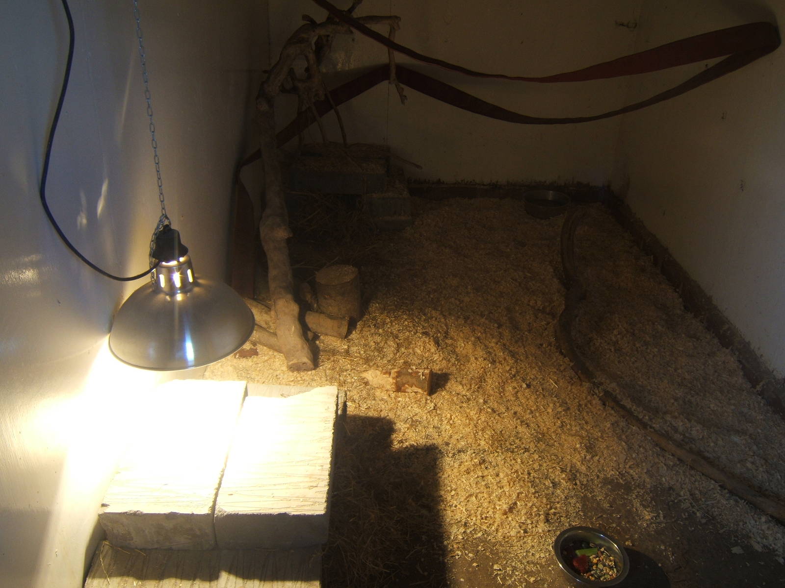 Gambian Pouched Rat exhibit