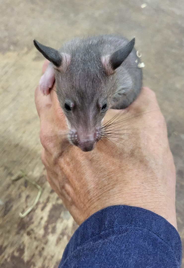 Gambian pouched rat - juvenile