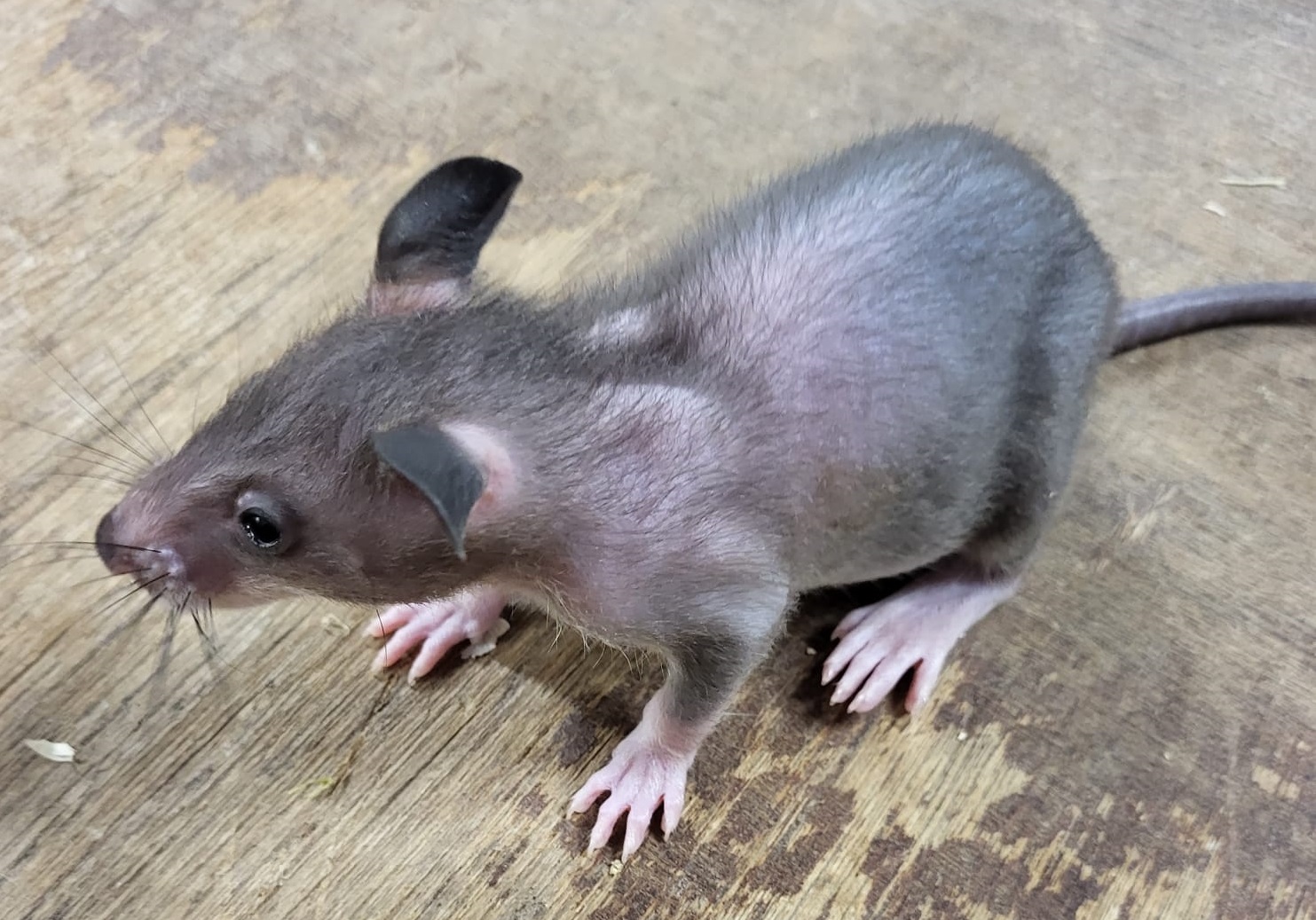 Gambian pouched rat - juvenile