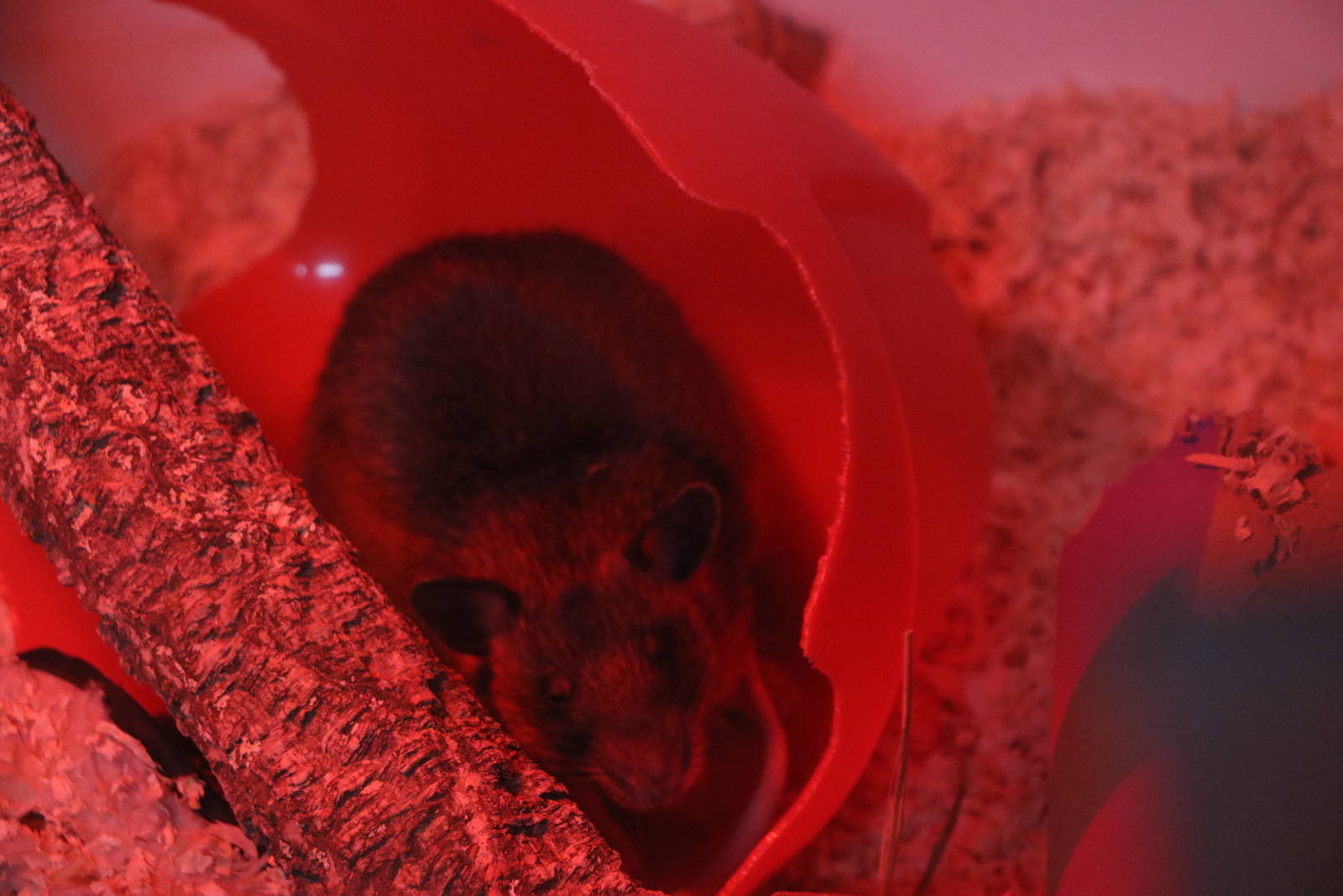 Gambian pouched rat, November 2015