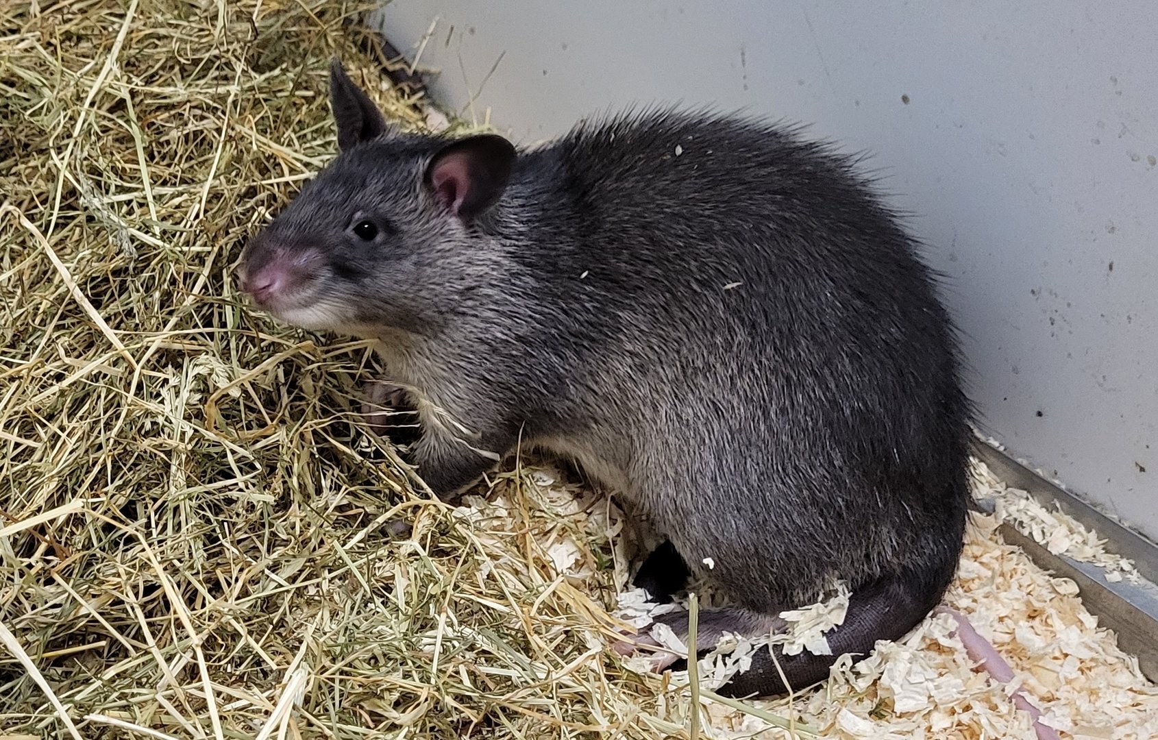 Gambian pouched rat
