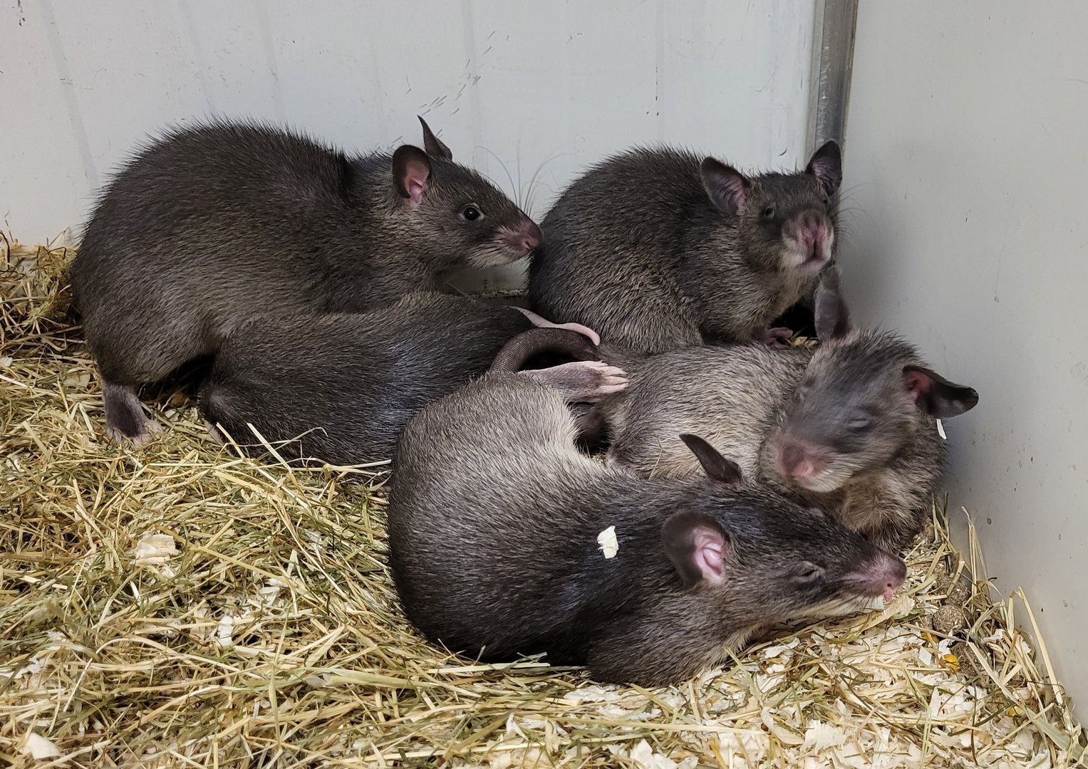 Gambian pouched rats